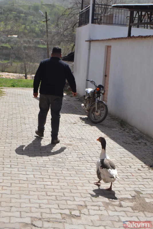 Kesmek için kaz aldı! Paşa şimdi en yakın arkadaşı - 13