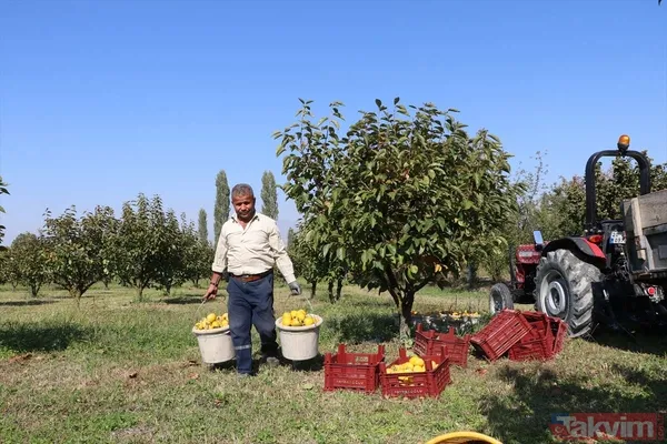 Cennet hurmasında yaş olanın fiyatı 6 kuru olanın fiyatı 50 TL! Almanlar kuru Ruslar yaş tercih ediyor - 7