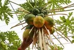 Papaya enfeksiyonlara karşı doğal kalkan