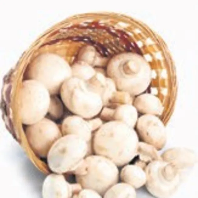 Gençlik için mantar