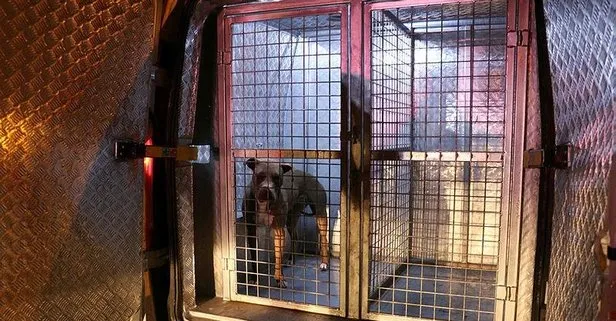 Sivas’ta pitbull dehşeti! Polis memuru ve gece bekçisi yaralandı