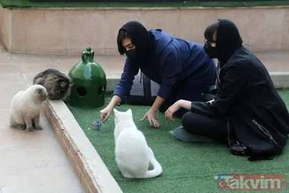 İran’da Kedi Kafe Müzesi büyük ilgi görüyor