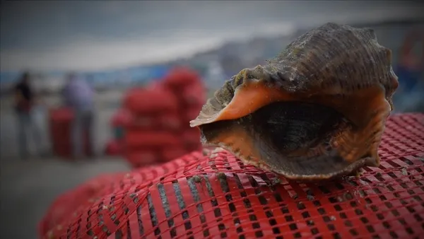 turkiye-2021-yilinin-ilk-iki-ayinda-2-milyon-675-bin-123-dolarlik-deniz-salyangozu-ihrac-etti-1616499377062.jpg Türkiye 2021 yılının ilk iki ayında 2 milyon 675 bin 123 dolarlık deniz salyangozu ihraç etti-5