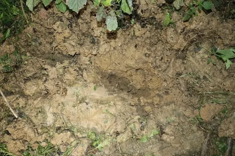 Ordu'da kan donduran bebek vahşeti! 2 günlük bebeğini fındık bahçesine gömdü: Mahkeme kararını verdi-3