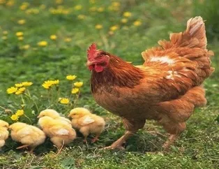 Rüyada tavuk görmek ne anlama gelir? Rüyada tavuk görmek neye işarettir? Rüyada beyaz tavuk görmenin anlamı, yorumu nedir?