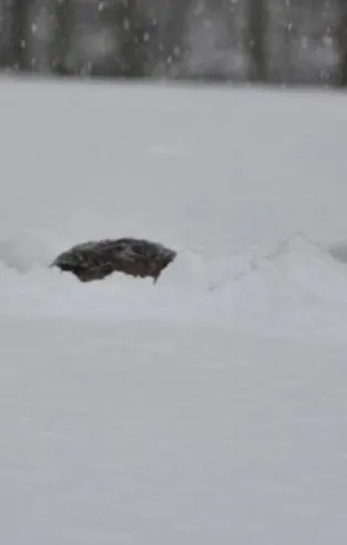 İlginç kare! Ordu'da kar insan boyunu geçti! Vatandaş boy verdi
