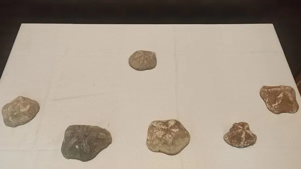 6-milyon-degerinde-denizyildizi-fosilleri-ele-gecirildi-1611595186851.jpg 6 milyon değerinde denizyıldızı fosilleri ele geçirildi-5