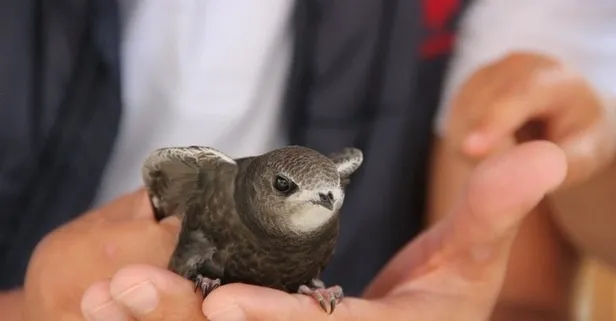 Ebabil Kusu Hikayesi Nedir Ebabil Kusu Ne Anlama Gelir Iste Ebabil Kusu Hakkinda Bilgiler Takvim