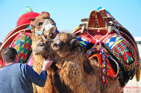 Son anda kurtuldular! Manisa'da deve güreşlerinde ezilme tehlikesi - 40
