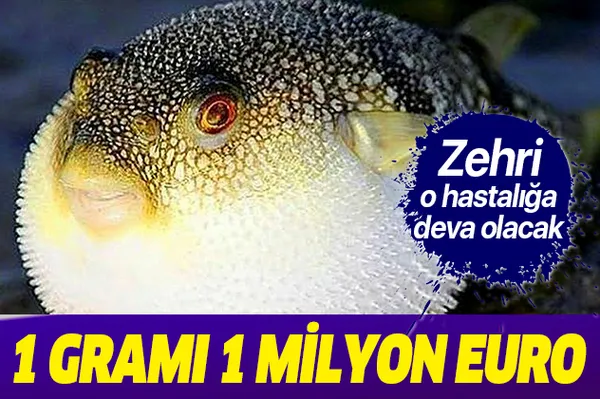 Balon balığı zehrinden dünyaya umut olacak buluş! 1 gramı 1 milyon euro! Kanser hastalığına deva olacak!-1