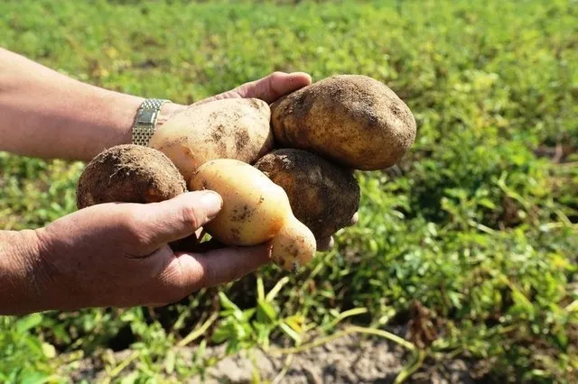 Zayıflatan 27 süper gıda listesi! - 16