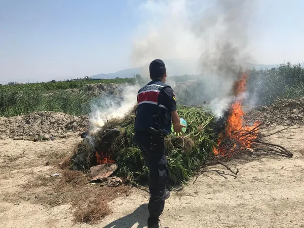 Kenevir bahçesinde yakalandı, "içiciyim" diye savunma yaptı-2