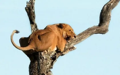 Aslan kral korkudan ağaca tırmandı