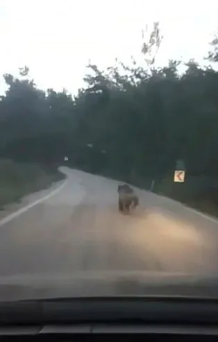 Köye inen ayıyı otomobille kovaladılar