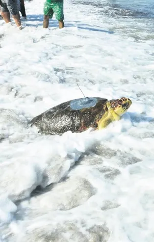 Nesli tükenme tehlikesi altında bulunan caretta iyileşti