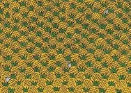 Ananasların arasındaki 4 mısırı 11 saniyede fark eden neredeyse yok! Dikkat isteyen optik illüzyon testi...