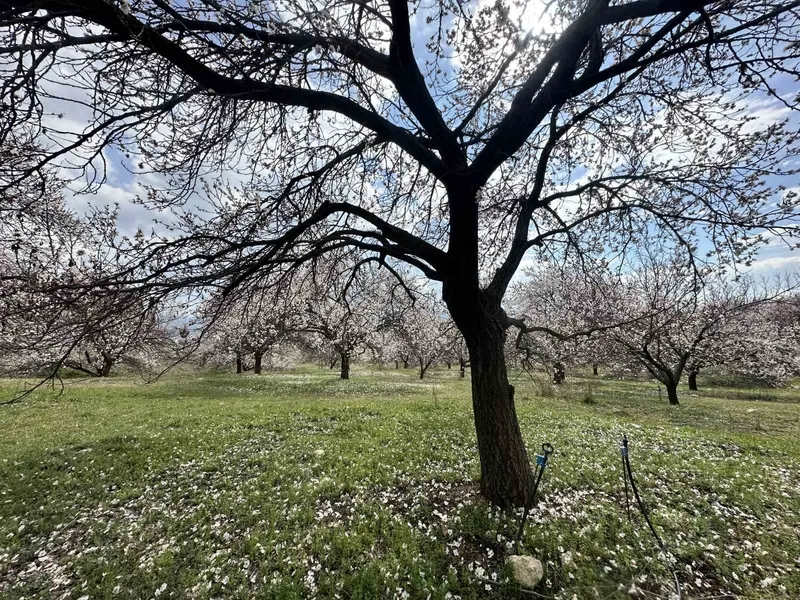 kayisi-bahceleri-gelinlik-gibi-bembeyaz-ureticinin-gozu-ilk-hasatta-1774689951872.jpg Kayısı bahçeleri gelinlik gibi bembeyaz: Üreticinin gözü ilk hasatta-3