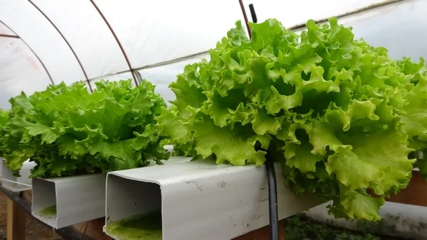 en-az-28-bin-tl-kazanmak-mumkun-istanbulda-memurluktan-istifa-eden-suleyman-dal-adana-kozanda-topraksiz-marul-1643630541219.jpg En az 28 bin TL kazanmak mümkün! İstanbul'da memurluktan istifa eden Süleyman Dal Adana Kozan'da topraksız marul üretimine başladı-5