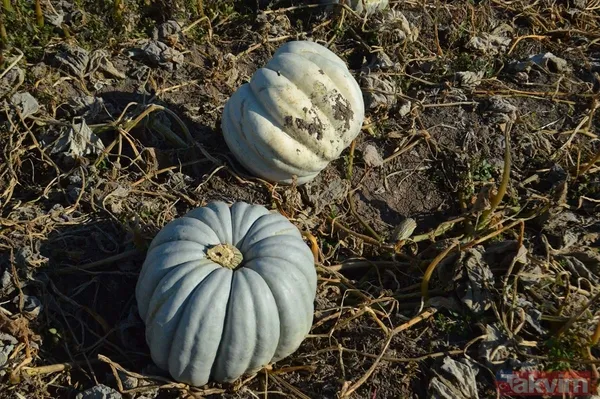 100 milyon lira gelir! Afyonkarahisar'da bal kabağında 50 bin ton rekolte bekleniyor - 11