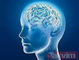 Sinir Sistemi Kadın Sinir Sistemi, 2 Ana Bölümden Oluşur. Sinir Sisteminde Ana Bölüm, Beynin Ve Omurganın Yer Aldığı Merkezi Sinir Sistemidir. Beyin,...