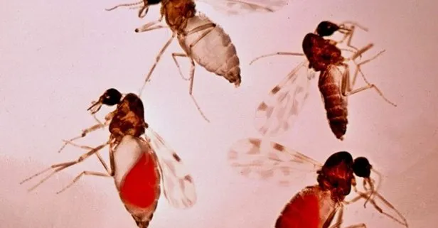 Türkiye’de kör eden sinek tehlikesi! Aşısı bile yok!