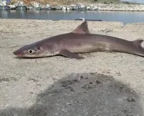 Oltaya 5 kiloluk köpek balığı takıldı