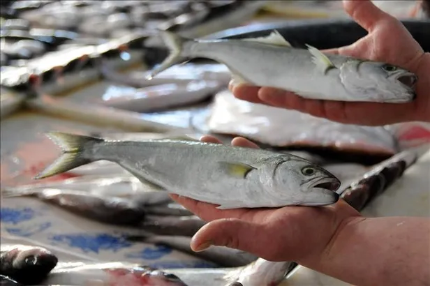 2021- 2022 balıkçılık av sezonu yasağı yarın başlıyor! Kurallara uymayanlar ceza yağdı: 27 milyon 597 bin lira-4