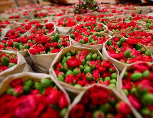 Kesme çicek ihracatı pandemiye meydan okuyor!