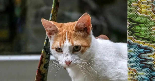 SON DAKİKA: Ankara'da kan donduran olay: 20 kediye ötanazi-4