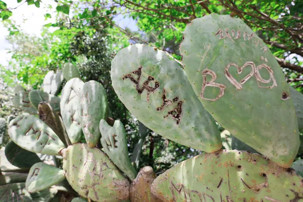 kafaya-bak-asklari-olumsuz-olsun-diye-antalya-olimpos-antik-kentinde-opuntia-turu-kaktuslere-isimlerini-yazip-1651906762571.jpg Kafaya bak! Aşkları ölümsüz olsun diye Antalya Olimpos Antik Kenti'nde Opuntia türü kaktüslere isimlerini yazıp şekil çizdiler-3