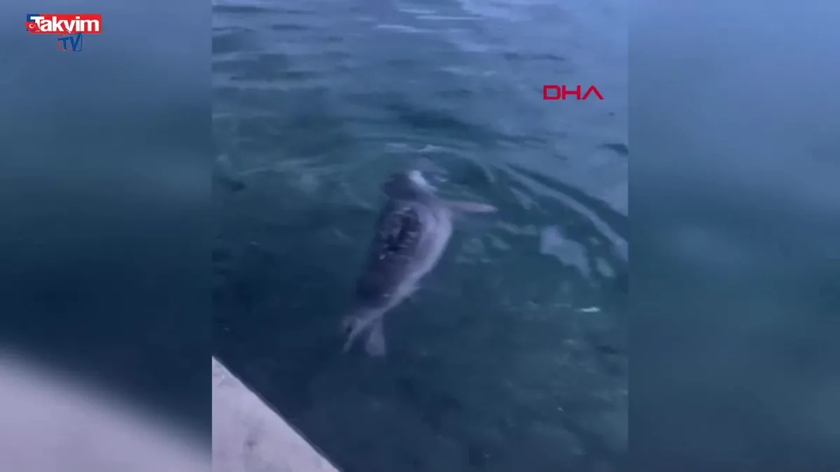 Bodrum'da rıhtımda fok görüntülendi (VİDEO)