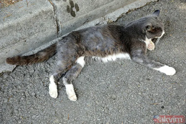 Büyükada'da salgın! 4 ayda 700 kedi Feline Enfeksiyoz Peritonit (FIP) hastalığından öldü! Hayvanseverler CHP'li belediyeyi kayıt tutmadığı için suçladı - 48