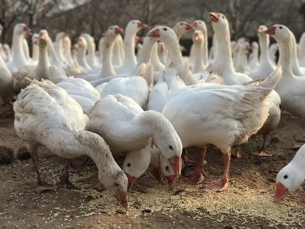 Tavsiye üzerine başladı! Kazancı dudak uçuklattı!-3