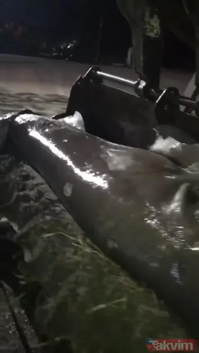 Görenler şoke oldu! İzmir'de karaya vurdu - 5