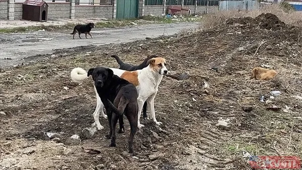 Başıboş köpekler bir aileyi yok ediyordu! Samsun Bafra'da feci kaza... Biri 5 aylık bebek 3 yaralı - 15