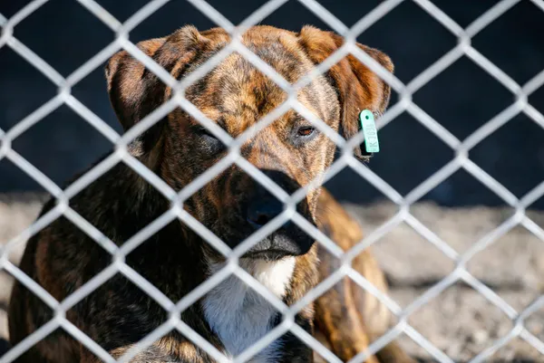 son-dakika-tarim-ve-orman-bakanligi-yasakli-kopek-irklarindan-20-bin-843-kopegin-kayit-altina-alindigini-acikl-1642171914587.jpg SON DAKİKA: Tarım ve Orman Bakanlığı yasaklı köpek ırklarından 20 bin 843 köpeğin kayıt altına alındığını açıkladı-4