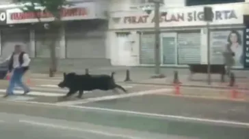 Batman'da 4 nala domuz saldırısı kamerada