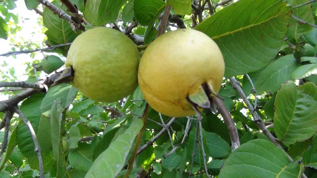 guava-suyunun-sasirtici-faydalari-kesfedildi-1780261300186.jpg Bilim insanları guava suyunun şaşırtıcı faydalarını keşfetti-4