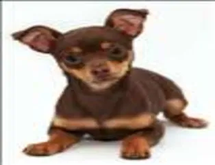 Köpeklerin Dünyası