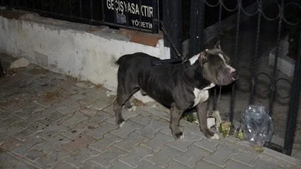 İzmir'de sokak ortasında kanlı infaz! Köpeği yanından ayrılmadı-5