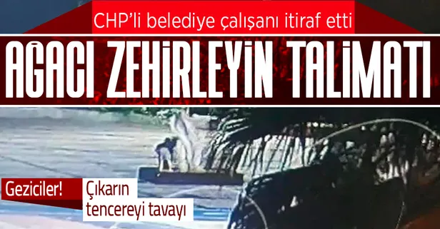 CHP'nin Mersin'de kuruttuğu ağaç olayında yeni gelişme! Belediye çalışanı itiraf etti