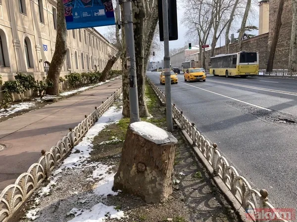 İBB'nin Çırağan'daki ağaç katliamının raporu açıklandı! Bilimsel çalışma yapılmadığı ortaya çıktı - 12