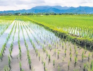 Çiftçilere yüzde 50 hibe destekli tohum