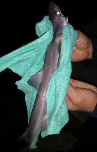 Çinekop için oltayı attı köpek balığı geldi