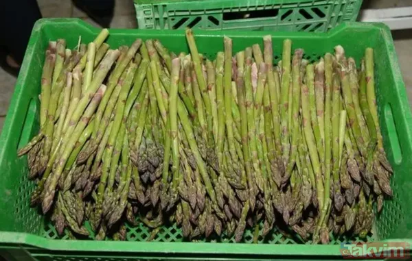 Kuşkonmaz ve brokoli: İçerdiği folik asit (B9) vitamini sayesinde düzenli tüketildiğinde testosteron seviyesi üzerinde ciddi artışlar meydana getirmektedir.