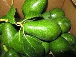 ruyada-avokado-gormek-ne-anlama-gelir-neye-isarettir-anlami-yorumu-1656420791199.jpg Rüyada ağaçtan avokado toplamanın anlamı, yorumu - Rüyada avokado görmek ne anlama gelir, neye işarettir?-3