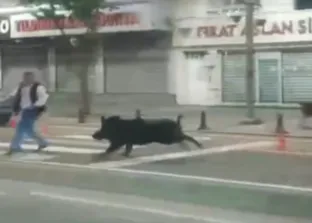 Batman’da 4 nala domuz saldırısı kamerada