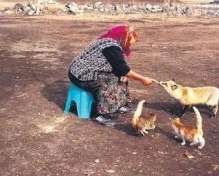 4 aydır tilki besliyor