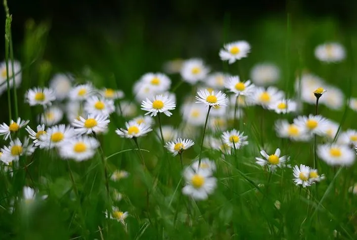 Papatya çayı gribin ilacı