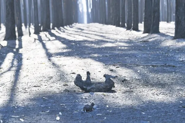 Avustralya’daki yangınlarda 33 kişi hayatını kaybetti,1 milyar 250 milyon hayvan telef oldu-4